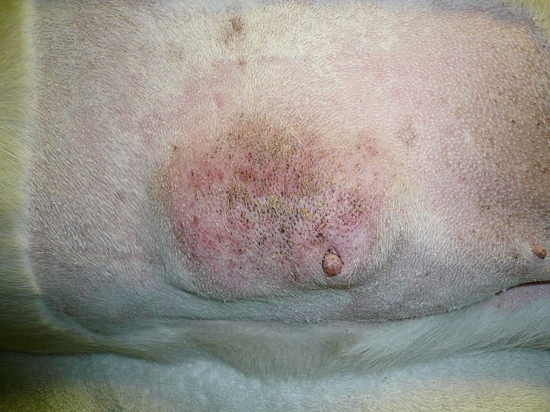 File:Mammary tumor.JPG