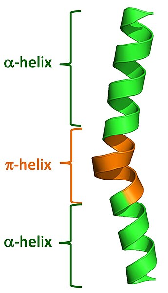 Файл:Pi-helix within an alpha-helix.jpg