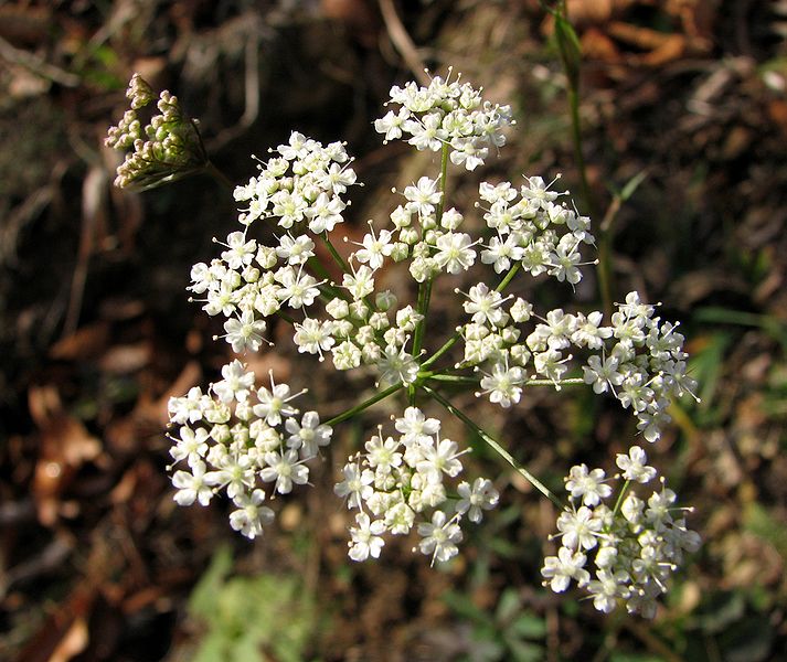 Файл:Pimpinella saxifraga G1.jpg