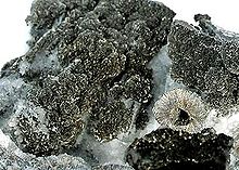 Rammelsbergite-180028.jpg