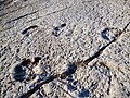 Sauropod footprints along a major trackway.