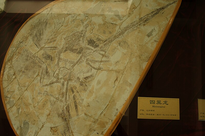 File:Shandong Microraptor.jpg