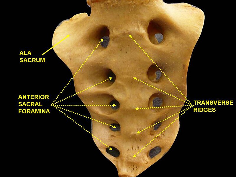 File:Slide2CORO.JPG