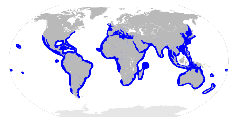 Файл:Sphyrna distribution map.svg