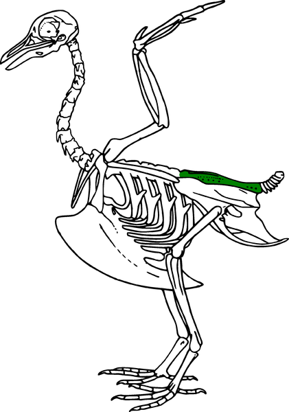 File:Synsacrum.PNG