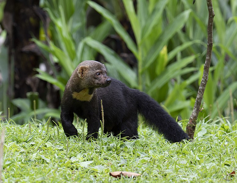 File:Tayra - Male, Brazil.jpg