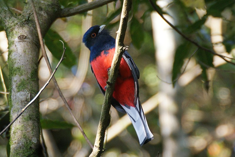 Файл:Trogon surrucura.jpg