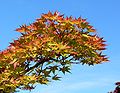 A. palmatum 'Shigitatsu sawa'