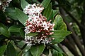 Acokanthera oblongifolia