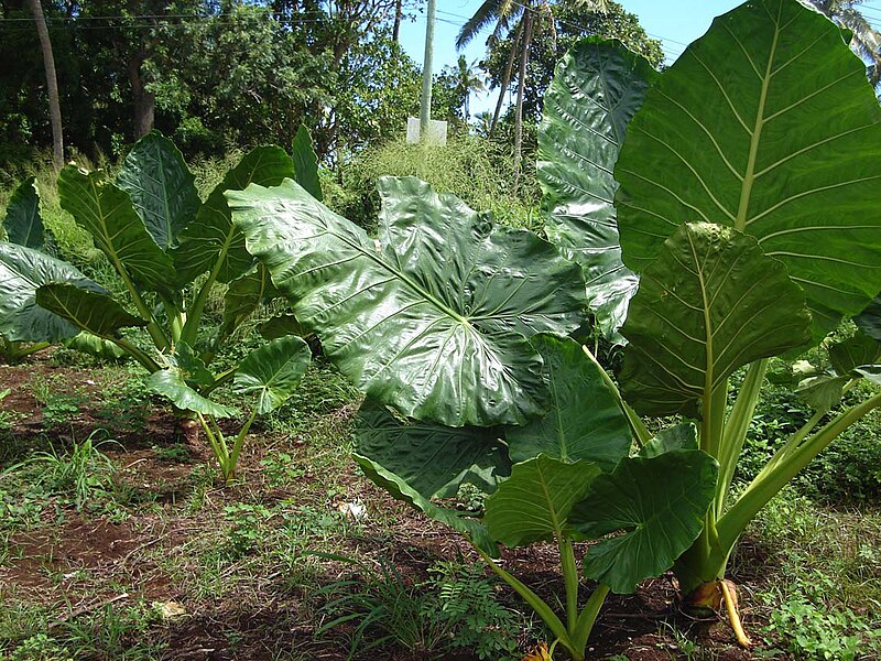 File:Alocasia macrorrhizos.jpg