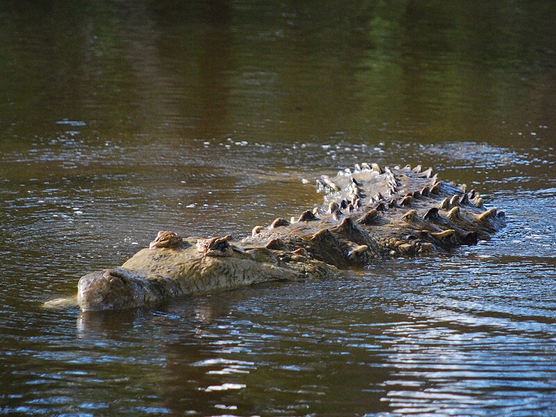 Archivo:Caiman del Orinoco.JPG