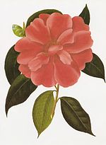 Thumbnail for Camellia reticulata