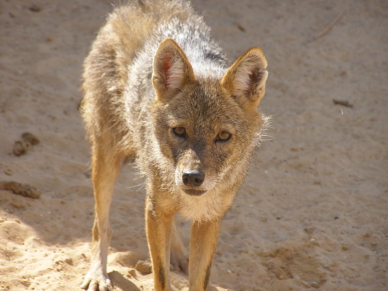 Файл:Canis aureus revivim2.JPG