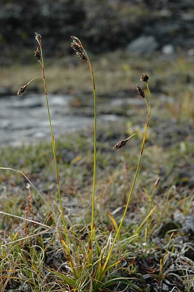 Файл:Carex fuliginosa.JPG