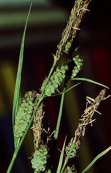 File:Carex tomentosa eF.jpg