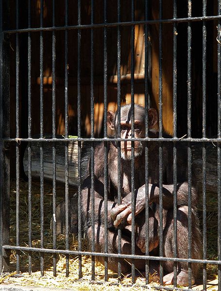 File:Chimpanzee in zoo AB.jpg