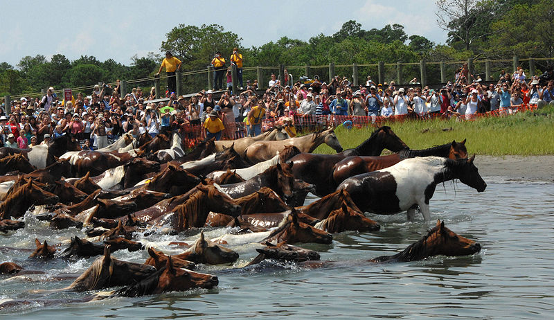 File:Chincoteague pony swim 2007.jpg