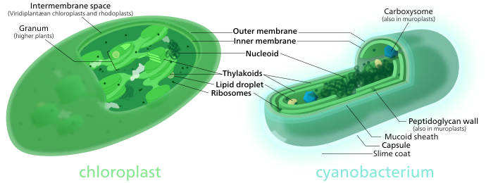 Both chloroplasts and cyanobacteria have a double membrane, DNA, ribosomes, and thylakoids. Both the chloroplast and cyanobacterium depicted are idealized versions (the chloroplast is that of a higher plant)—a lot of diversity exists among chloroplasts and cyanobacteria.