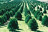 Christmas tree farm