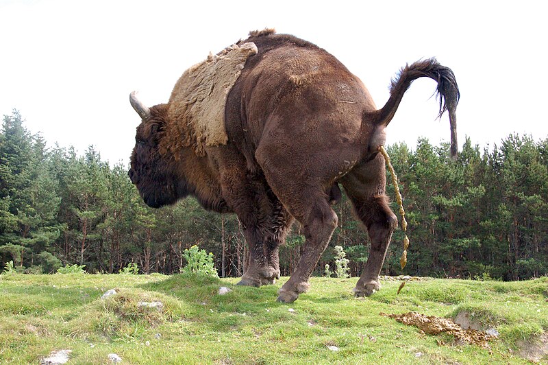 File:Defecating bison.jpg