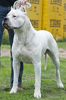 profile of a muscular man all white male dog standing on grass in front of trees. Very short coat. Reminiscent of a Bulldog.