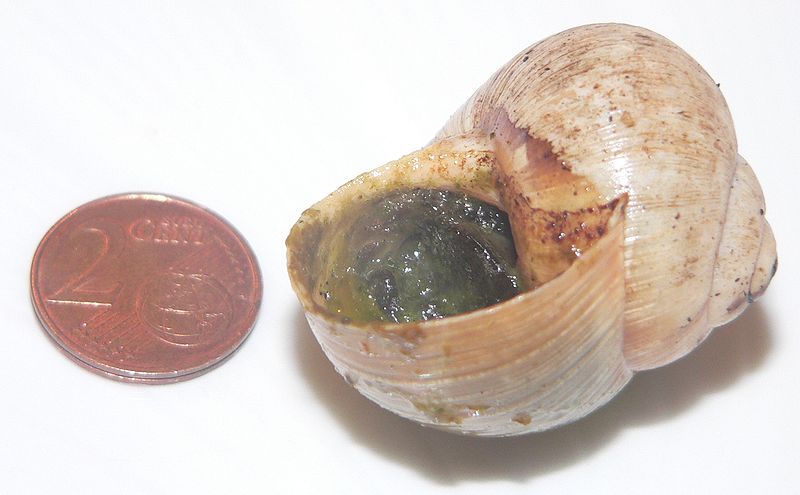 File:Escargot p1150449.jpg