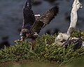 Juvenile falcons awaiting lunch (2)