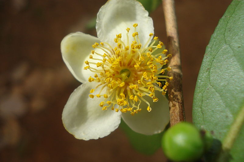 File:Flower of Tea Plant.jpg