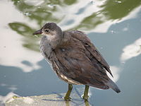 G. c. chloropus亞成鳥,3-4 個月大，在 貝西公園, 巴黎（法國）