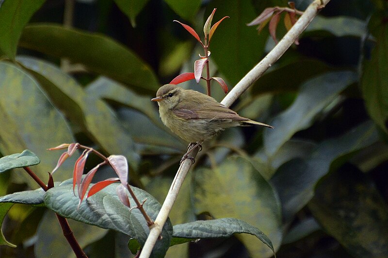 File:Greenish Warbler.jpg