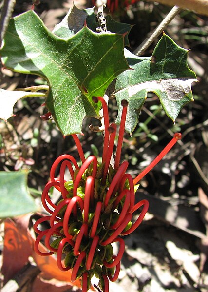 File:Grevillea steiglitziana.jpg