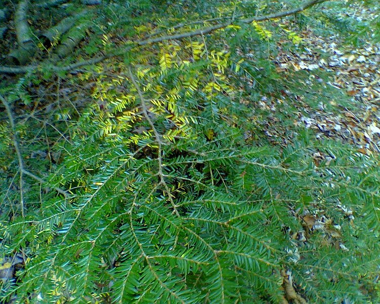 File:Hemlock's deciduous nature.jpg