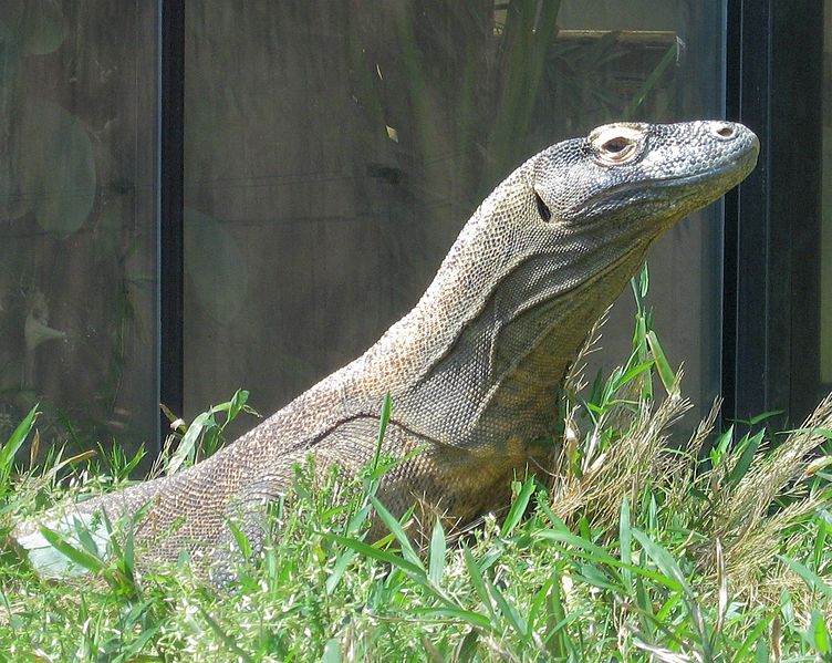 File:Komododragon2.jpg