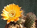 Rebutia einsteinii