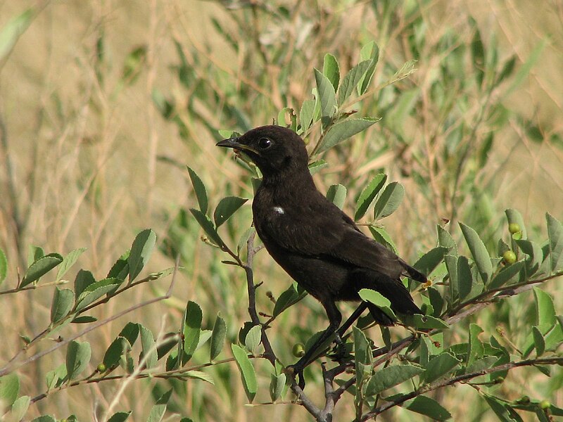 File:Southern Anteater-Chat.jpg