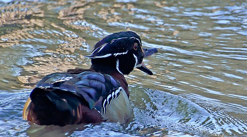 File:Spinus-wood-duck-2015-04-n033266-w.jpg