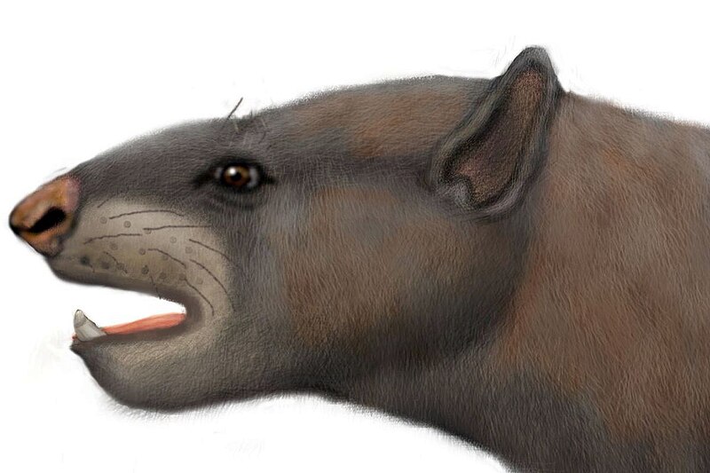 File:Trigonostylops wortmani reconstruction.jpg