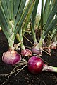 Red onions