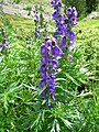 Аконит клобучковый (Aconitum napellus)