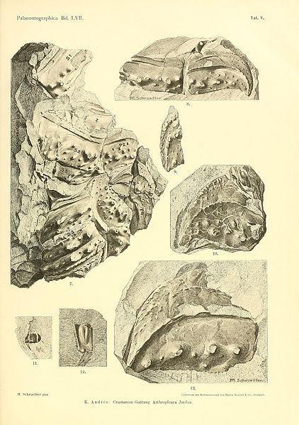 File:Arthropleura armata Palaeontographic57cass 0361.jpg