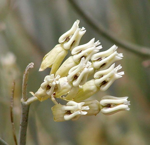 File:Asclepias subulata flowers.jpg