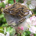 Caterpillars hatching on an apple tree in Victoria, BC, Canada