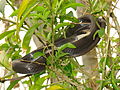 A Black Racer snake rests on branches of a Night-Blooming Jasmine bush in Rockledge, Florida. (1 of 3)