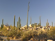 Catavina boulders and cactus.jpg