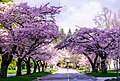 Spring cherry blossoms at university campus, Vancouver, Canada