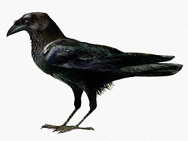 Corvus edithae