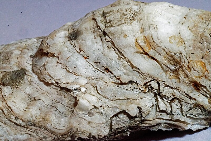 File:Eastern oyster shell, close.jpg