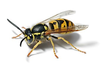 German wasp