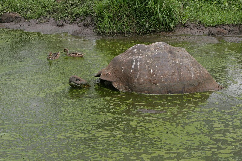 File:Galapagos tortoise bathing.jpg