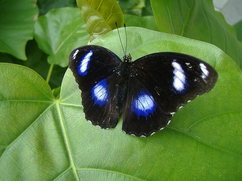 File:Hypolimnas bolina in Japan.jpg